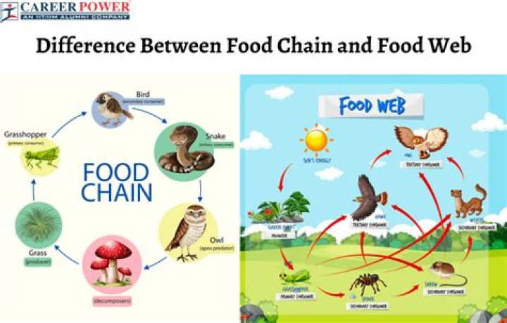 What is food infestation