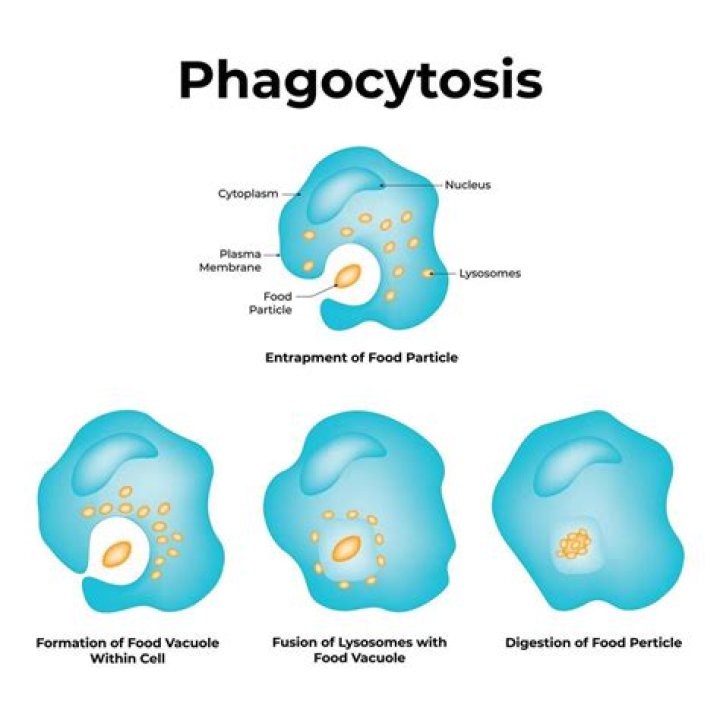 What is phagocytosis and what function does it serve