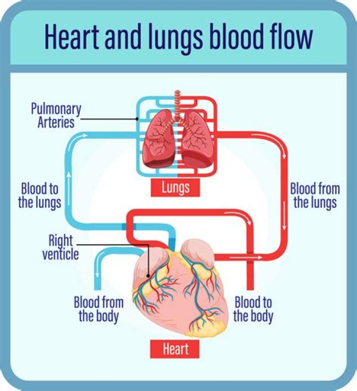 What is the blood supply to the heart