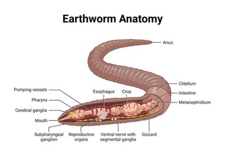 What is the function of an earthworms crop