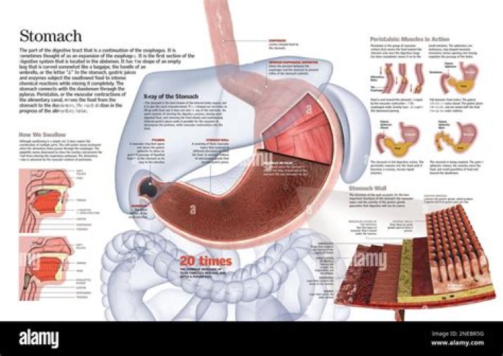 What is the function of the epiglottis quizlet