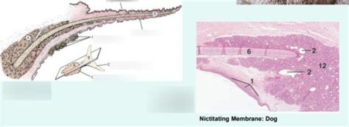 What is the function of the Nictitating membrane quizlet