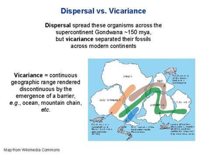 What is the main difference between dispersal and Vicariance quizlet