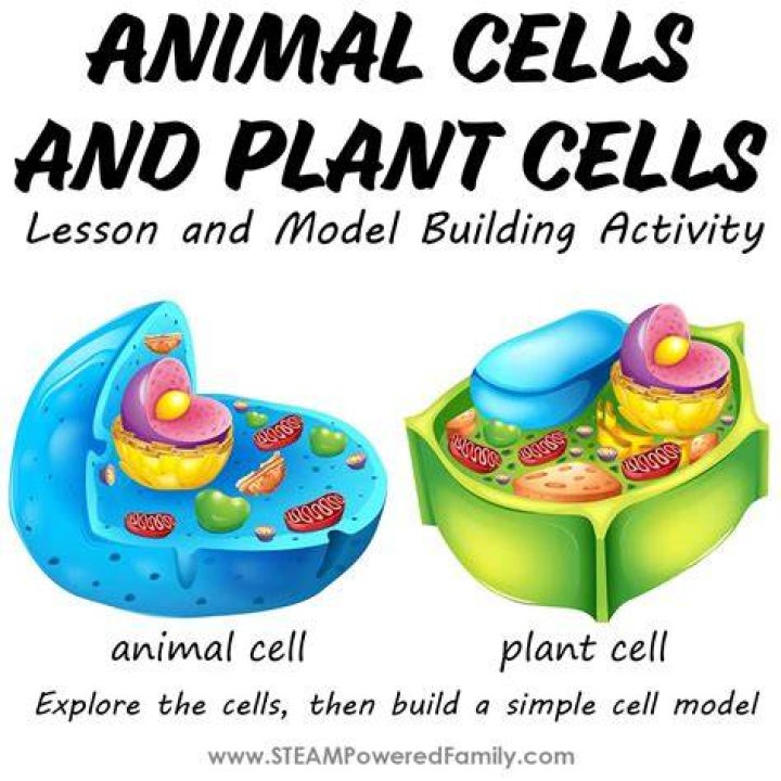 What is the main ingredient of a cell