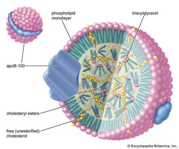 What is the most common type of sterol in the body