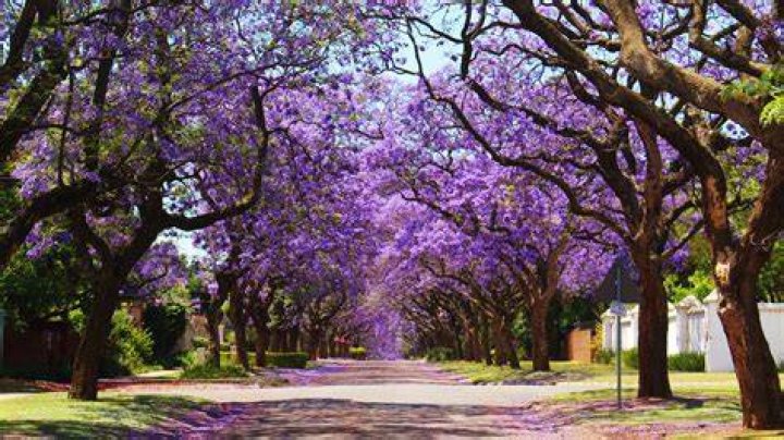 What is the name of the purple trees