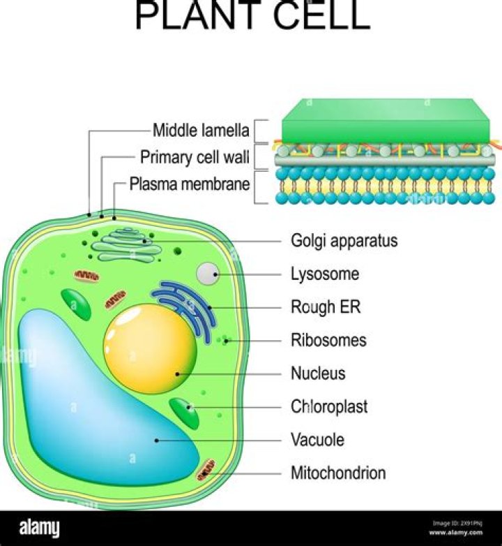 What is the nucleus made of in a plant cell