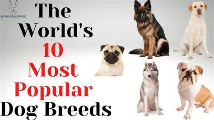 What is the number one most popular dog breed