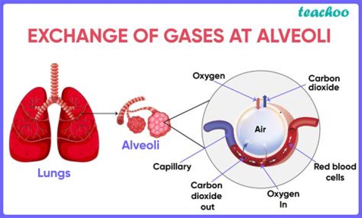 What is the process of alveoli