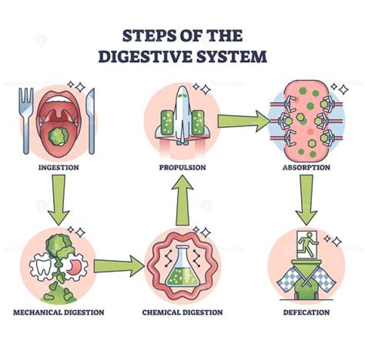 What is the process of digestion step by step