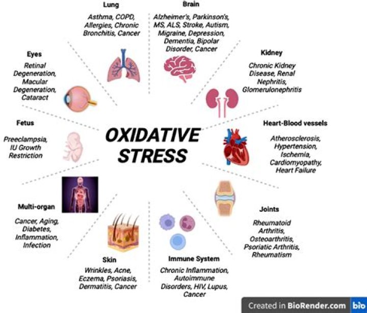 What is the purpose of Excitotoxicity