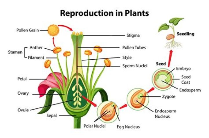 What is the reproductive structure of flowering plants