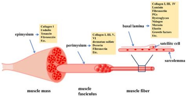 What is the role of highly vascularised nasal cavity