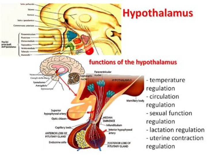 What is the role of the hypothalamus in the endocrine system