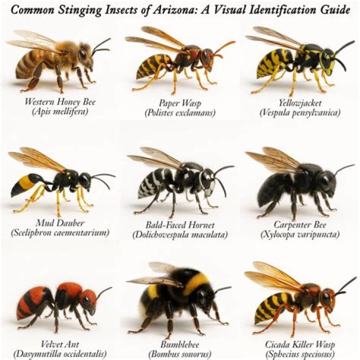 What kind of bee is black with a yellow stripe