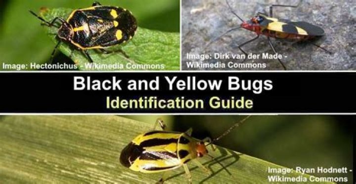 What kind of bug is black and yellow