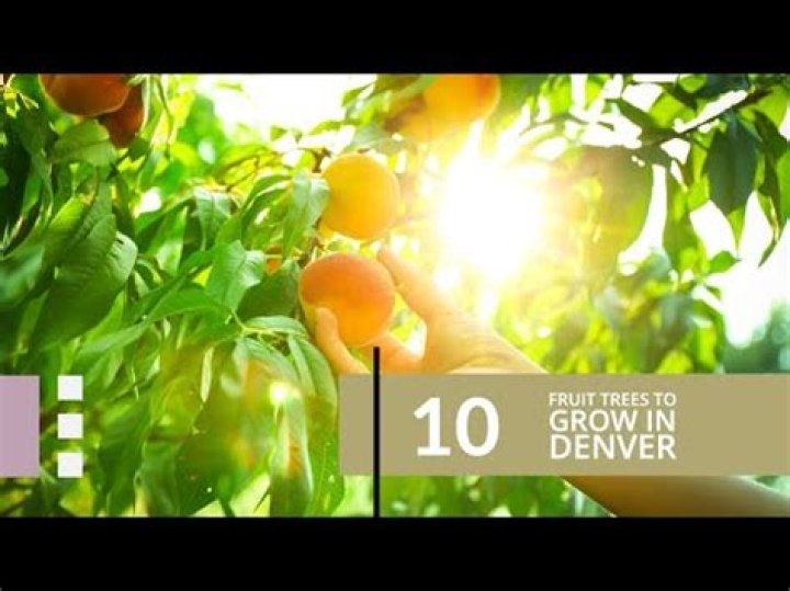 What kind of fruit trees can you grow in Colorado