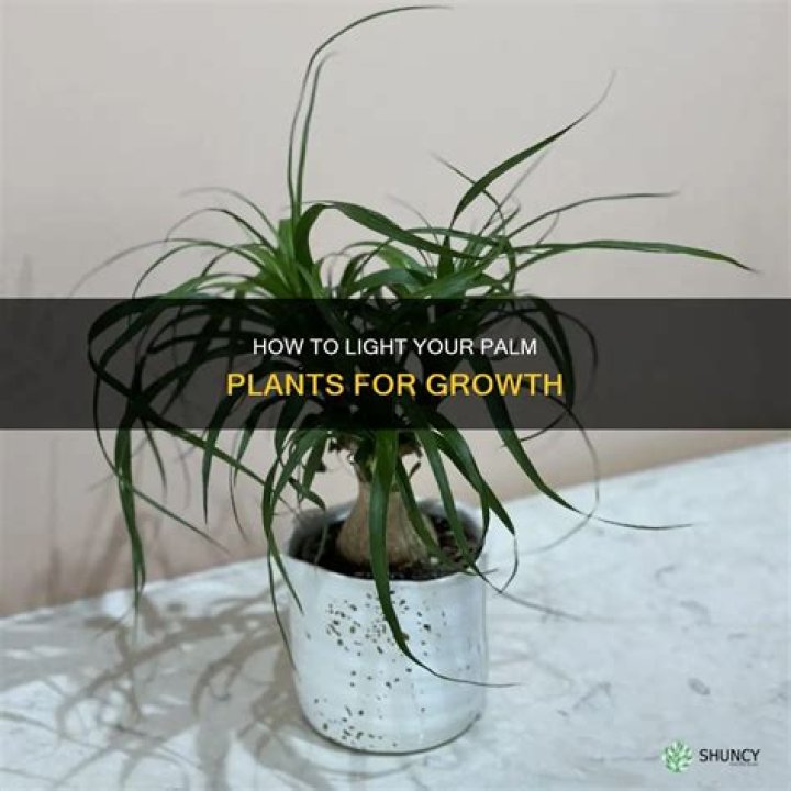 What kind of light do palm plants need