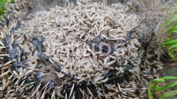 What kind of worms eat oak leaves