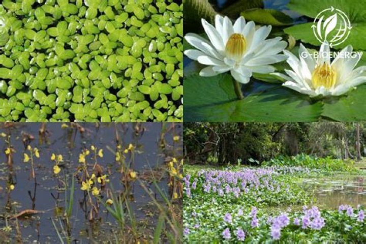 What lives in the freshwater biome