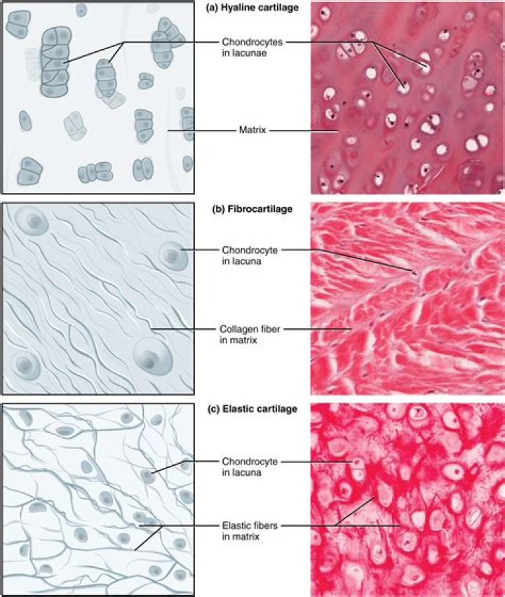 What makes up fibrous tissue