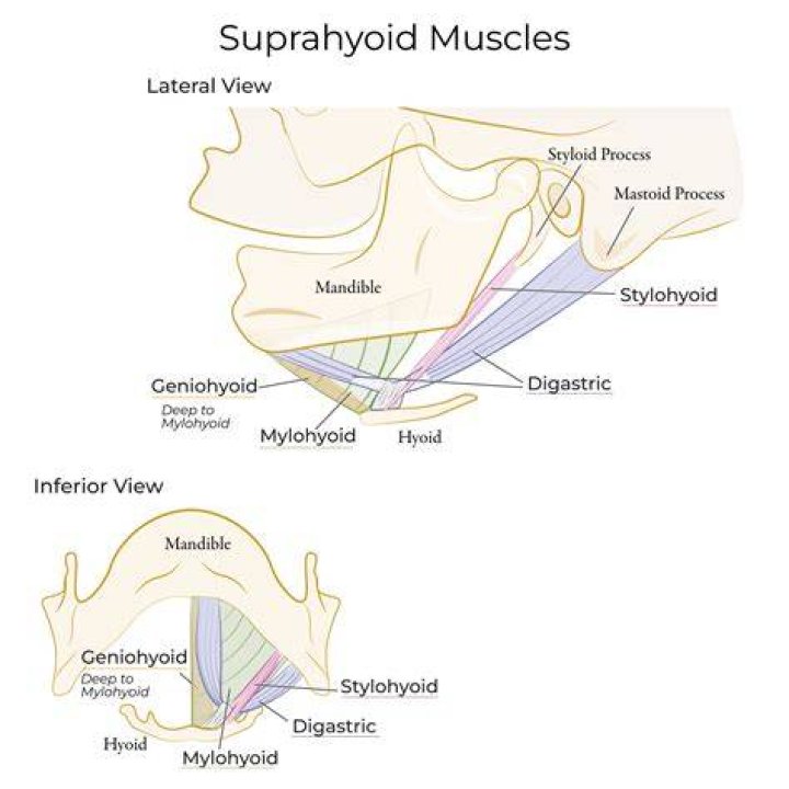 What nerve Innervates the Suprahyoid muscles