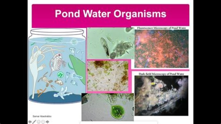 What organisms can you find in pond water