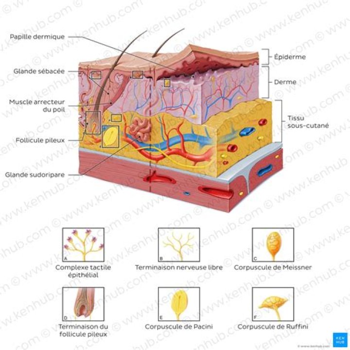 What part of the brain has Thermoreceptors