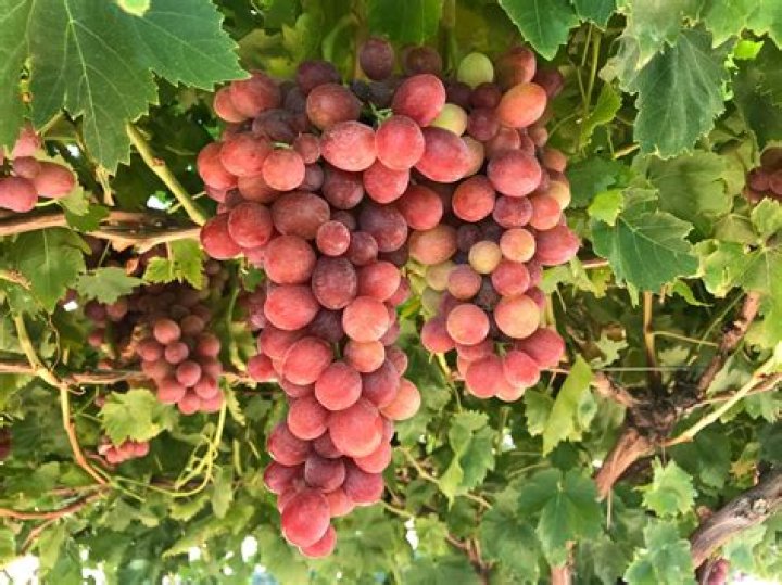 What season do grapes grow in Australia