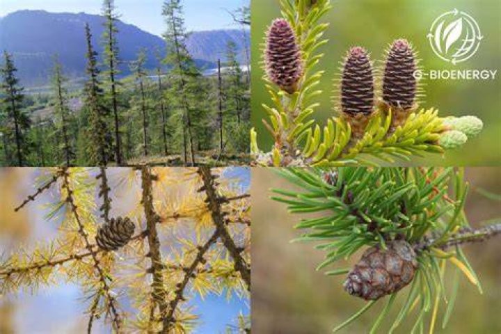 What seasons does the taiga biome have