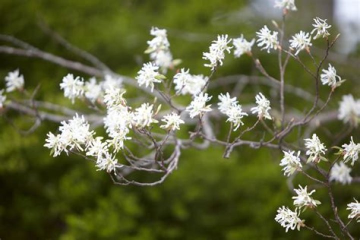 What trees are blooming now in Virginia