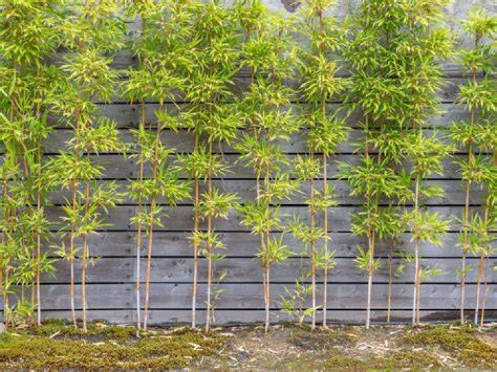 What trees make a good fence