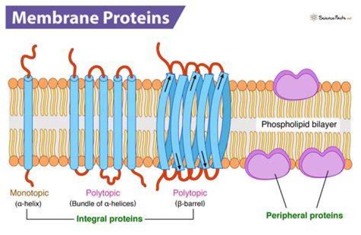 What types of proteins are in the cell membrane