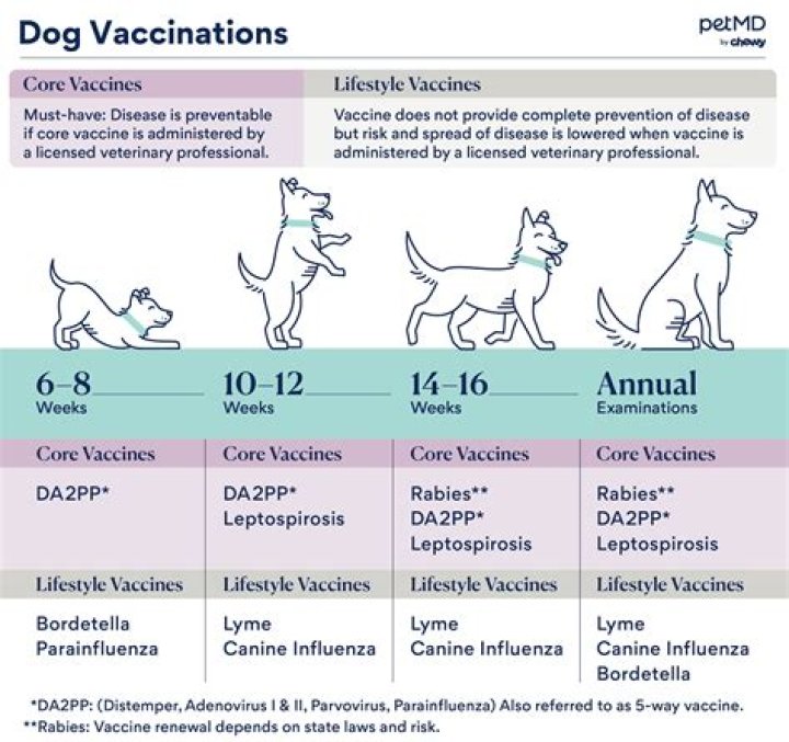 What vaccines do dogs need every year