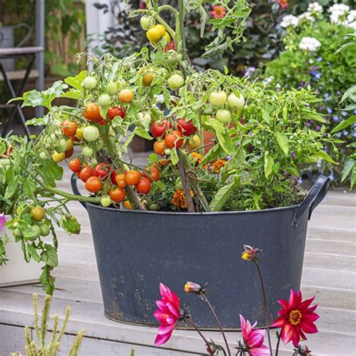 When can I plant tomatoes in South Florida