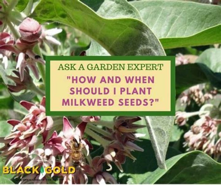 When should I plant larkspur seeds