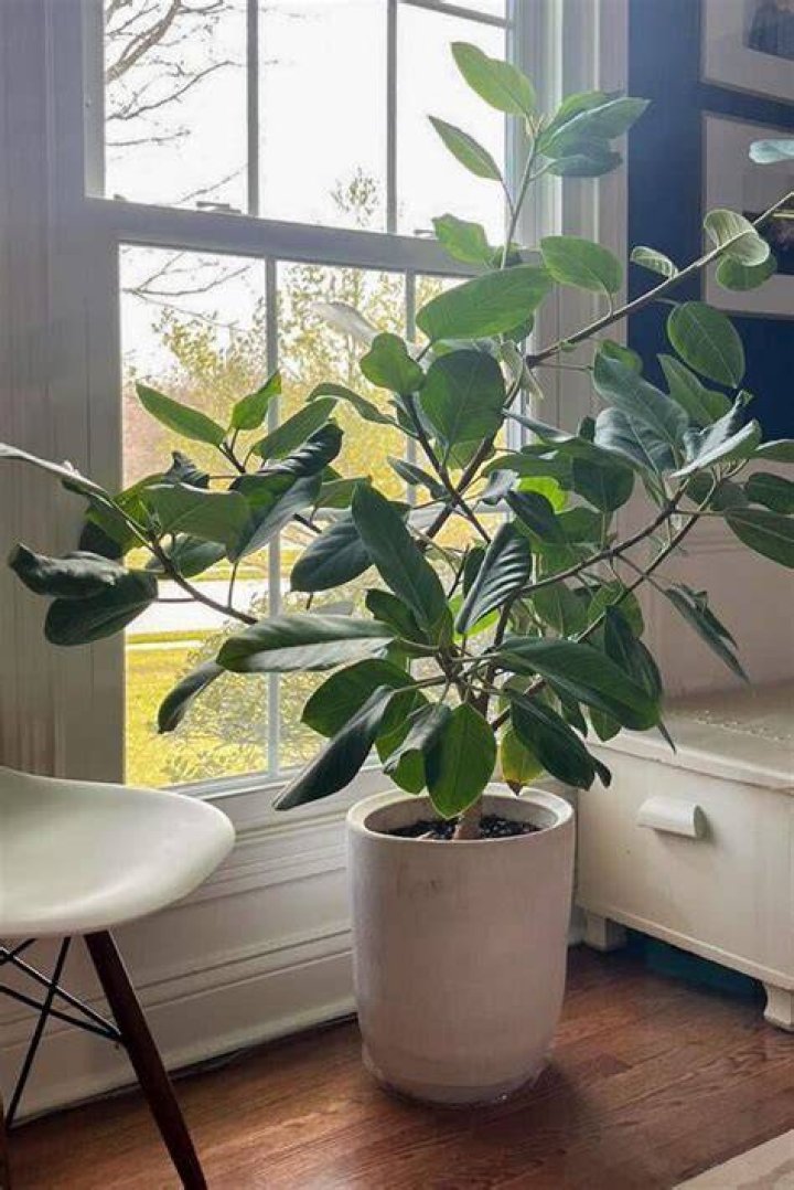 When should I water my ficus Audrey