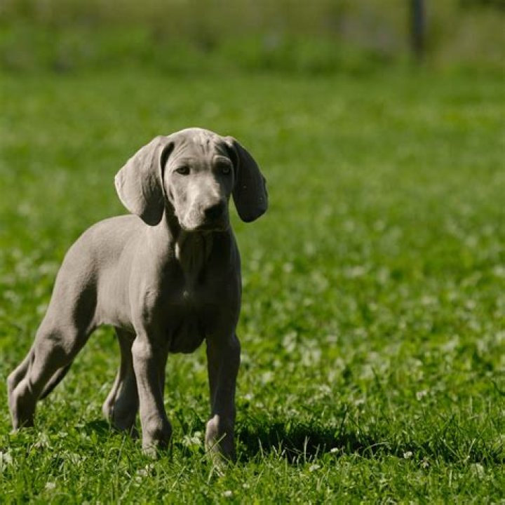 Where can I find a Weimaraner puppy