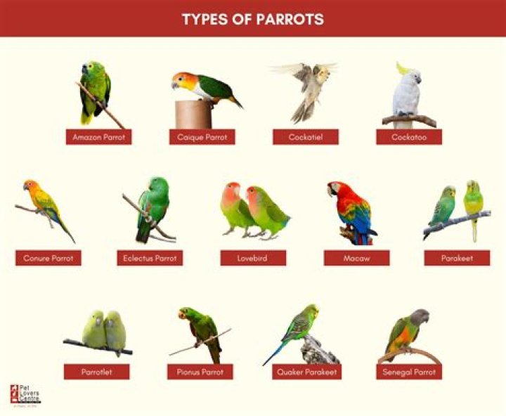 Where can I find monk parakeets in Austin