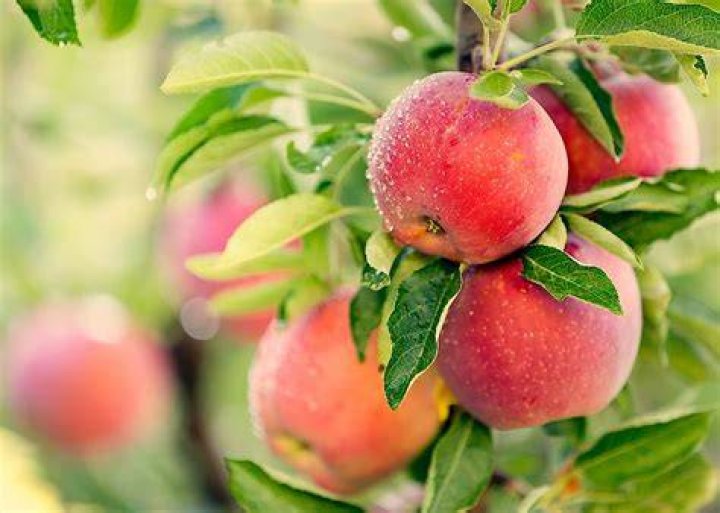 Where do Chinese apples come from