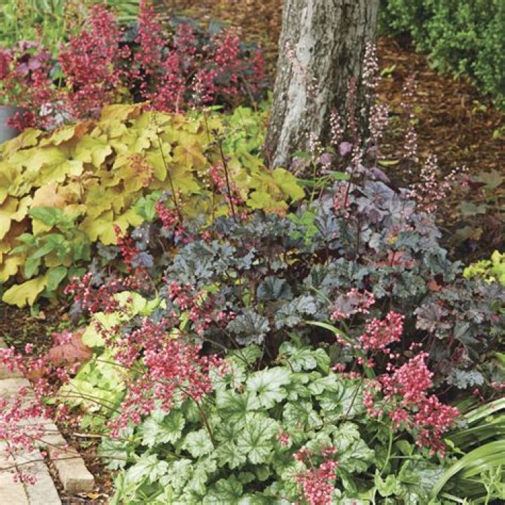 Where do coral bells grow Heuchera