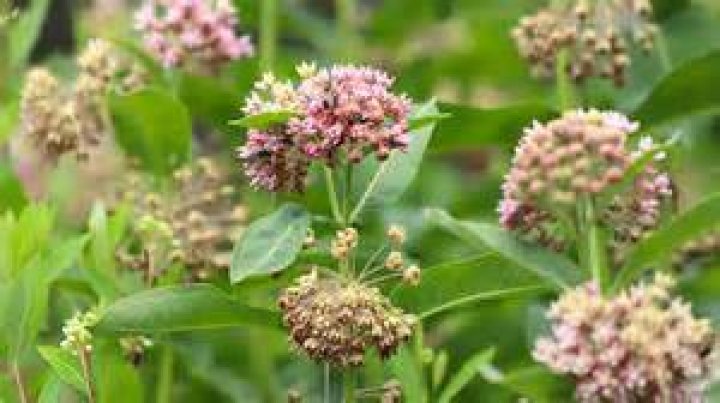 Where does milkweed grow in Canada