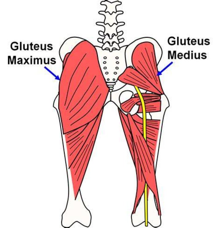 Where is the insertion of the gluteus maximus located