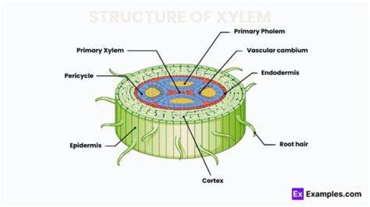 Where is the xylem in celery