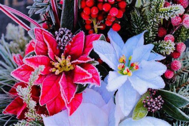 Where were the flowers first used as Christmas decorations