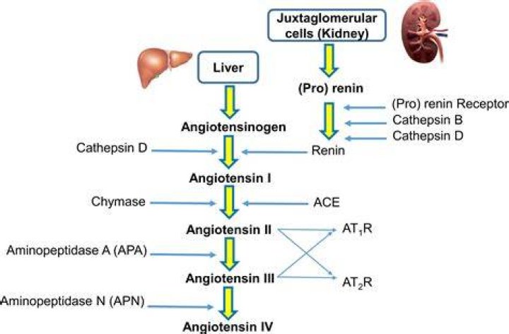 Which angiotensin receptor blocker is best