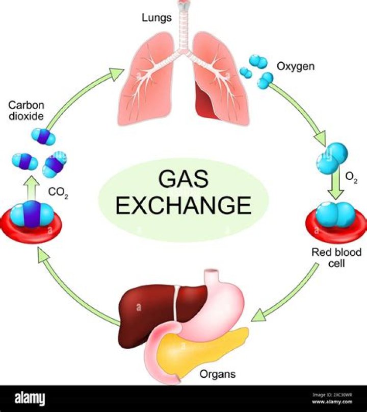 Which has more carbon dioxide inhaled or exhaled air