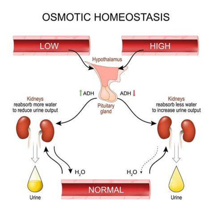 Which hormone most affects the osmolarity of blood