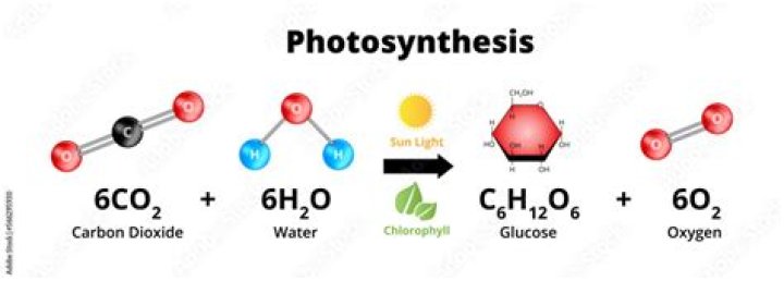 Which organic compound does photosynthesis convert the carbon of co2