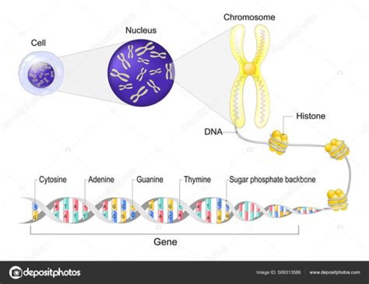 Which type of cell contains DNA
